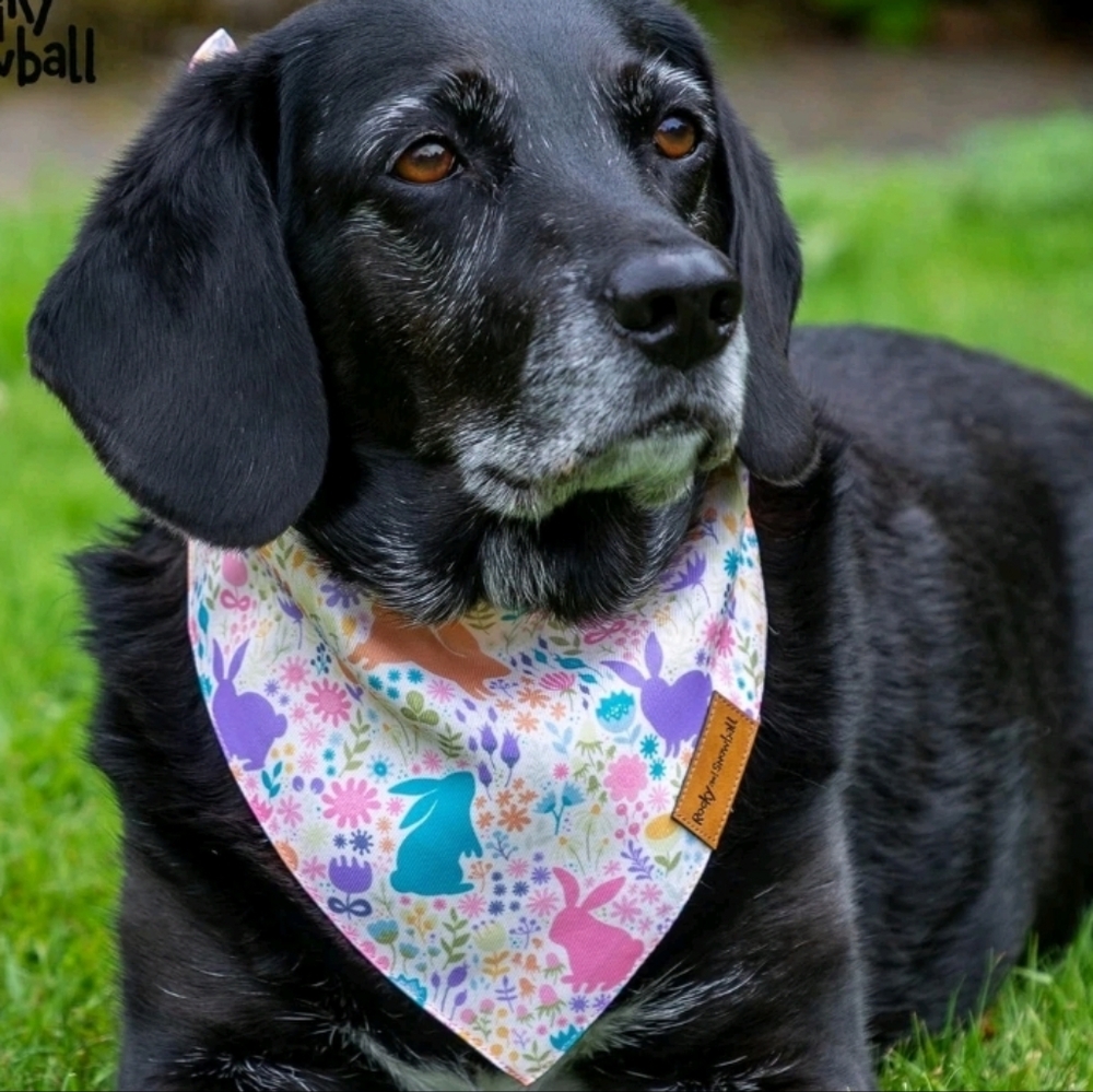 Colorful Pet Bandana with Bunny and Floral Design by Rocky And Snowball NIP